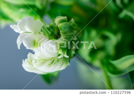 Bunch of Parrot Style Tulips 110227596