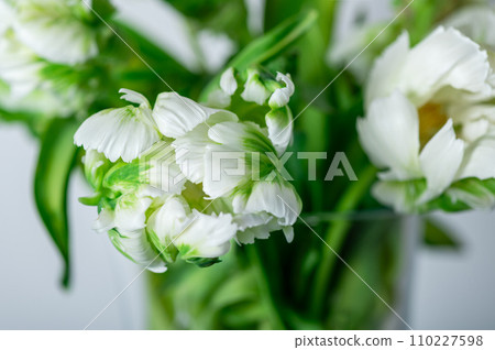 Bunch of Parrot Style Tulips 110227598