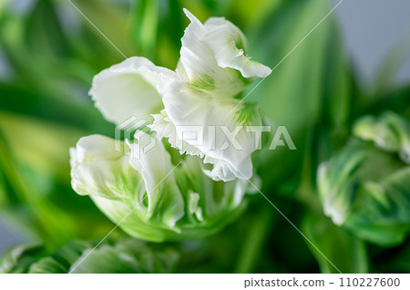 Bunch of Parrot Style Tulips 110227600