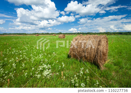 Crop hay bales on a green meadow and cumulus clouds on a blue sky on a sunny summer day 110227736