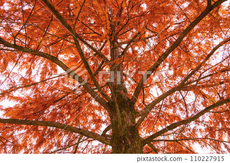 Autumn leaves image of Rakusho 110227915