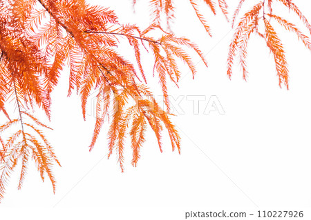 Autumn leaves image of Rakusho 110227926