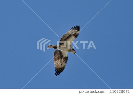 Osprey family Osprey flight 110228071