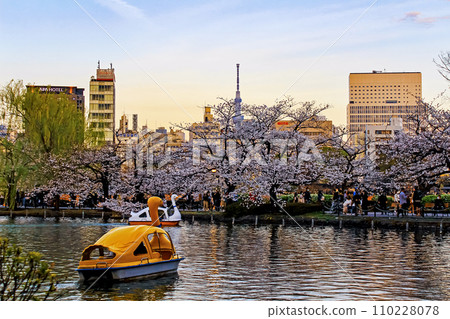 [東京]春天的上野、不忍池櫻花盛開、天鵝船 110228078