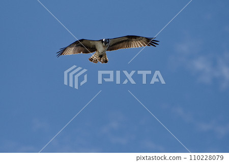 魚鷹家族 魚鷹飛行 魚鷹家族 魚鷹飛行 110228079