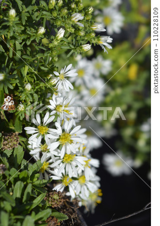 Heath aster Snow Flurry Heath aster Snow Flurry 110228109