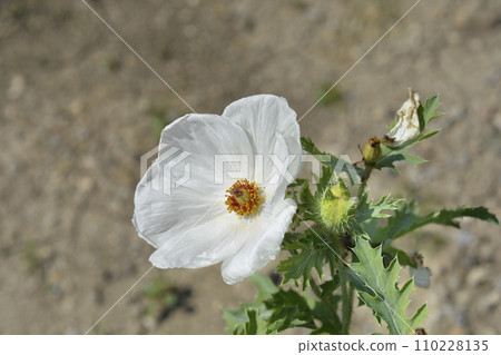 Prickly Poppy 110228135