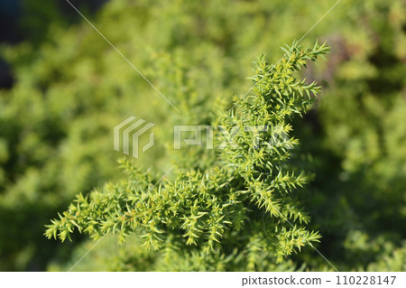 Japanese cedar Twinkle Toes Japanese cedar Twinkle Toes 110228147