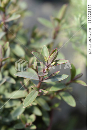 Shrubby veronica Pink Lady 110228155