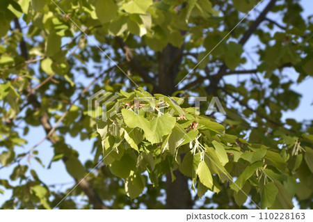 Caucasian lime 110228163