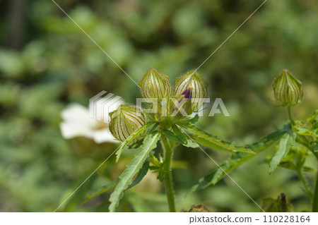 Flower-of-an-hour 110228164