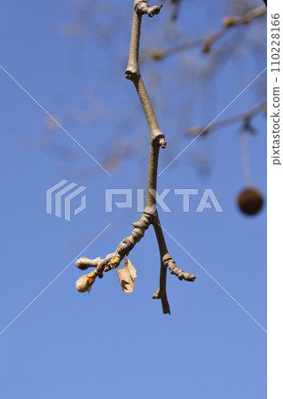 London plane 110228166