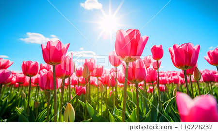 Pink tulip flowers blooming in a tulip field AI generated image 110228232