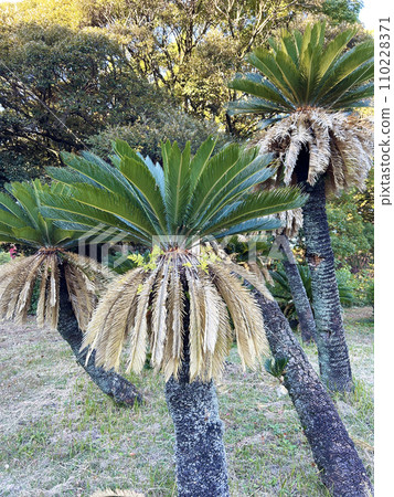 Scenery with cycads 110228371