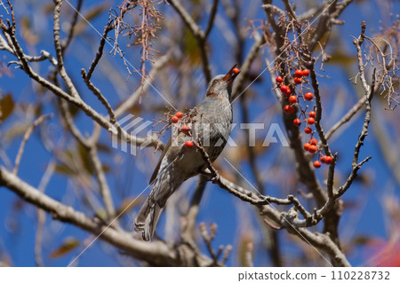 柳科鵯，正在尋找柳科的紅色漿果。 110228732