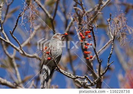 柳科鵯,正在尋找柳科的紅色漿果。 柳科鵯,正在尋找柳科的紅色漿果。 110228738