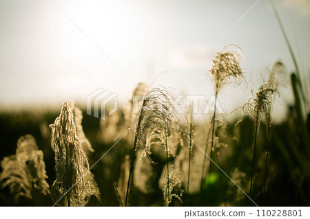 Susuki illuminated by the sunset 110228801