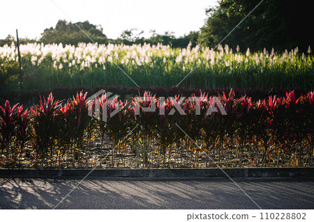 Field illuminated by the morning sun 110228802