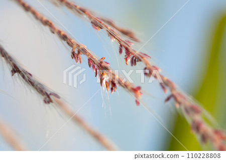 Sugar cane flower Sugar cane flower 110228808