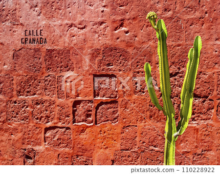 Stunning view of a green cactus over a bright red wall in Santa Catalina monastery, Arequipa, Peru 110228922