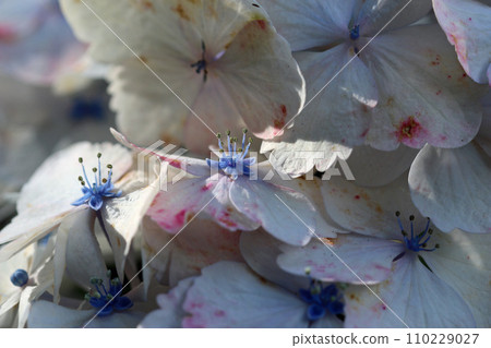 White mophead Hydrangea flowers in macro close up 110229027