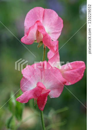 Pink sweet pea flowers in close up 110229032