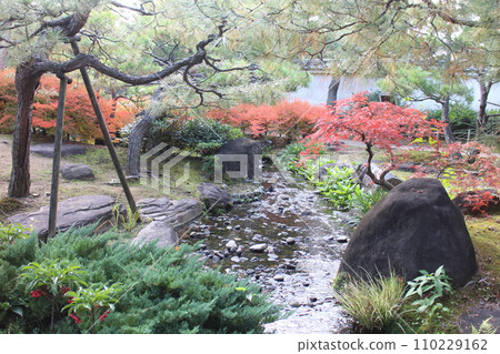 Hyogo Himeji Kokoen pine garden and autumn leaves 110229162