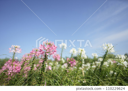 spider flower, Cleome pink flower spider flower, Cleome pink flower 110229624