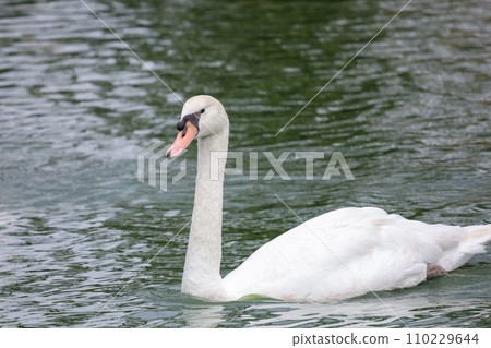 Close up White goose in river Close up White goose in river 110229644
