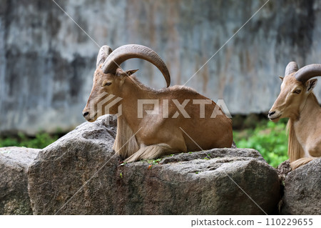 The barbary sheep is mammal and hill animal The barbary sheep is mammal and hill animal 110229655