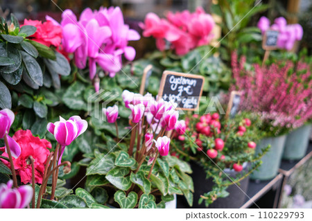 Pots with cyclamen and other flowers are on display with a price tag in euros 110229793