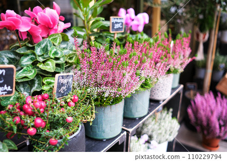 Pots with cyclamen and other flowers are on display with a price tag in euros 110229794