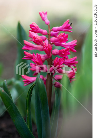 Colorful hyacinths flowering in a spring garden - selective focus 110230519