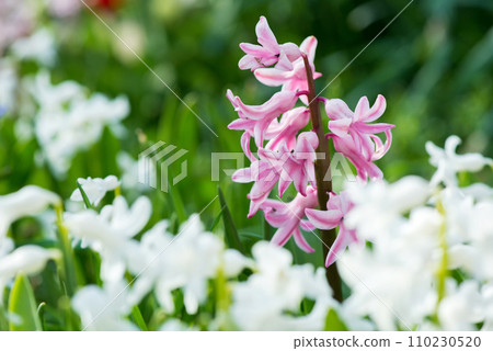 Colorful hyacinths flowering in a spring garden - selective focus 110230520