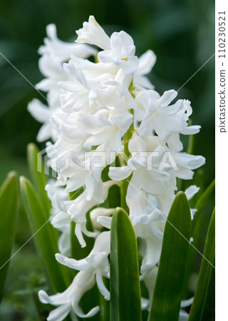 Colorful hyacinths flowering in a spring garden - selective focus 110230521