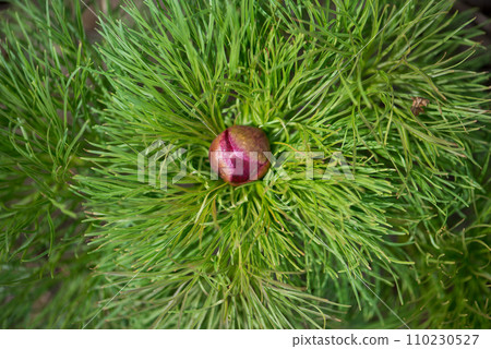 Wild peony is thin-leaved (Paeonia tenuifolia), in its natural environment. Bright decorative flower, popular in garden landscape design - selective focus. 110230527