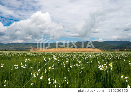 Spring landscape - a field with blooming marsh snowdrops and fluffy white clouds in the sky. White Summer Snowflake flowers (Leucojum aestivum) in its natural habitat. An ingredient in a drug used to 110230560