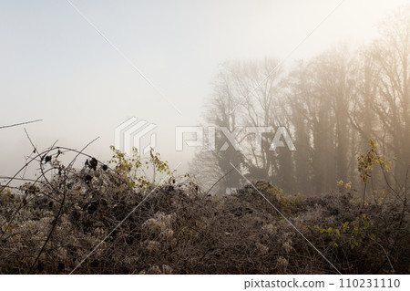 fog over the field, cold morning, late autumn in park 110231110