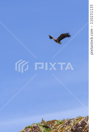 One eagle flies, another perches on lichen rock in Lofoten 110231135