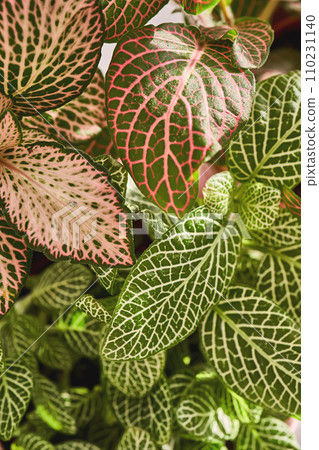 Close-up of a beautiful textured fittonia leaf. Close-up of a beautiful textured fittonia leaf. 110231140