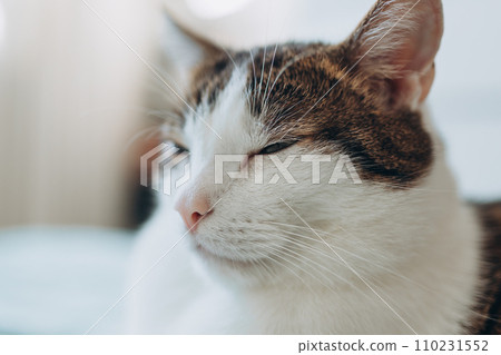 Beautiful domestic cat with green eyes and pink nose. White with gray pat lies in bed at home, house comfort concept, indoor. Beautiful domestic cat with green eyes and pink nose. White with gray pat lies in bed at home, house comfort concept, indoor. 110231552