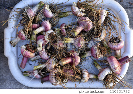 Bulbs of gladioli for winter. Flower seeds. Bulbs of gladioli for winter. Flower seeds. 110231722