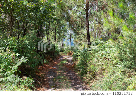 Eucalyptus forest in Northern Portugal, view of the trees Eucalyptus forest in Northern Portugal, view of the trees 110231732