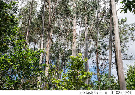 Eucalyptus forest in Northern Portugal, view of the trees Eucalyptus forest in Northern Portugal, view of the trees 110231741