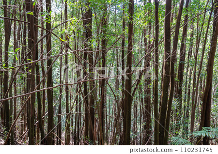 Eucalyptus forest in Northern Portugal, view of the trees Eucalyptus forest in Northern Portugal, view of the trees 110231745