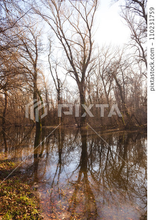 the trees on the river bank are flooded by the river the trees on the river bank are flooded by the river 110231759