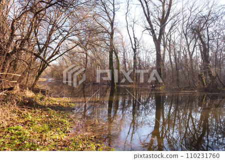 the trees on the river bank are flooded by the river the trees on the river bank are flooded by the river 110231760