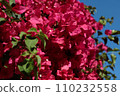 Spring blossom tenderness. Bright flowers of cherry plum tree on background of blue sky. pink color contrast. 110232558