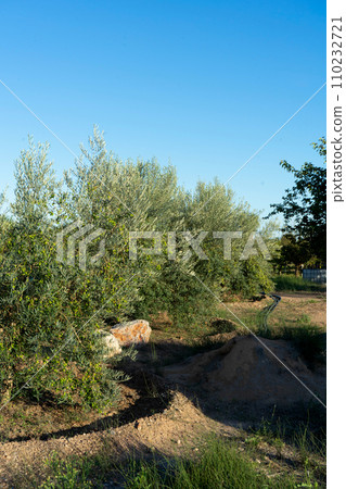 Olive trees in full production in a crop field under blue summer sky. 110232721