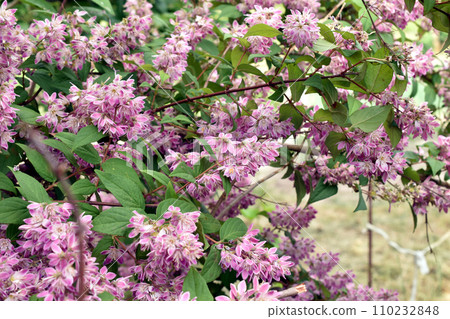 Deutzia hybrid bush, small lilac flowers. 110232848